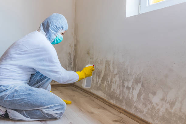 Licensed Commercial Mold Remediation service in Ashburn, GA - WQB Mold Removal